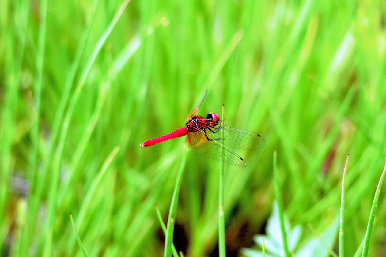 自然豊かな土地が育む、
お米に適した環境。