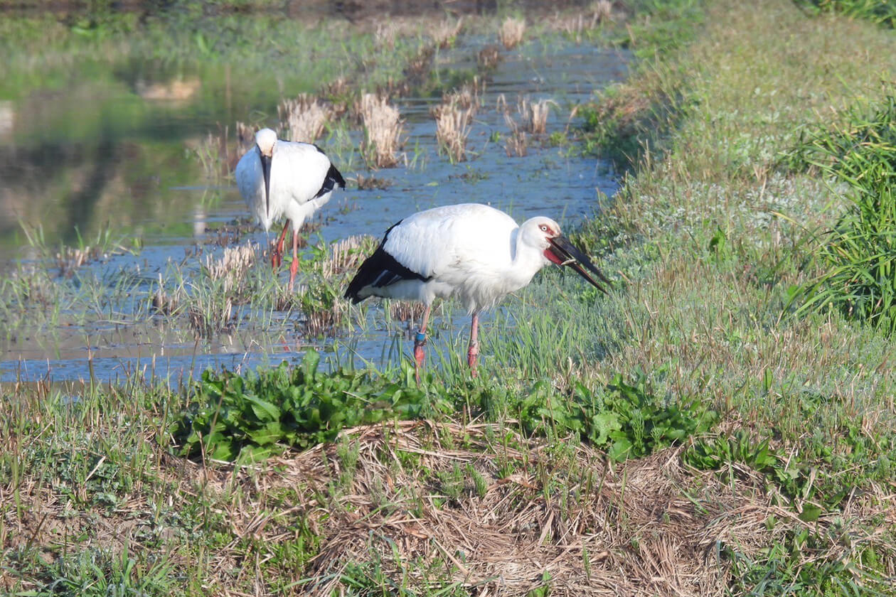 生態系を崩さない、
ありのままの姿。